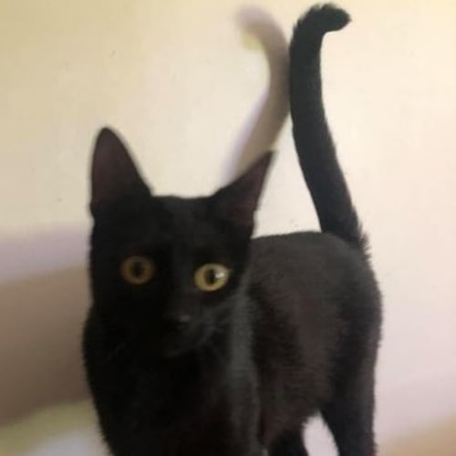 Black Beauty - but you can call me BB