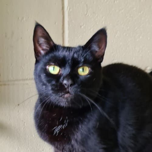 Salem