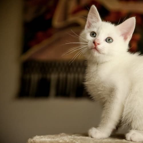 Finn