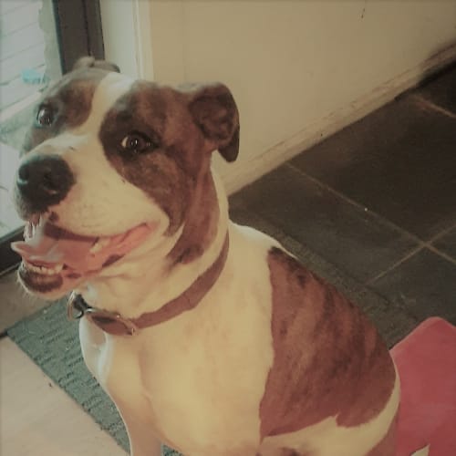 Bindi - sweet natured girl
