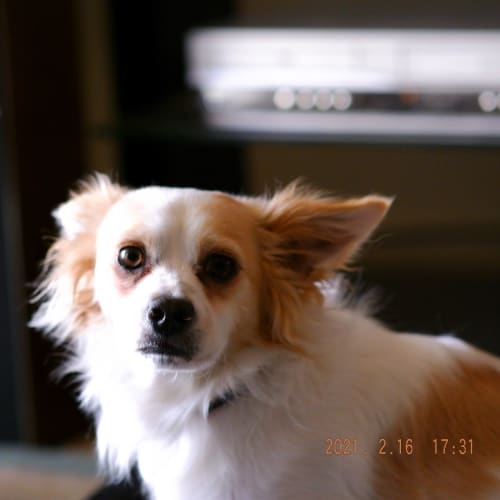 Loki