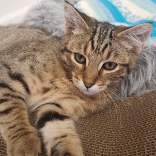 Axel