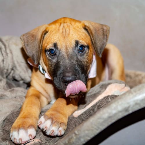 Harper ~ Mastiff X Puppy (On Hold pend. YC 29/3/21
