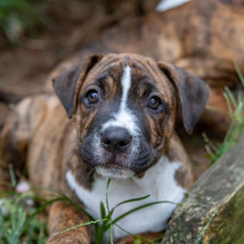 Elliott ~ Staffy X Puppy(on trial 10/4/21)