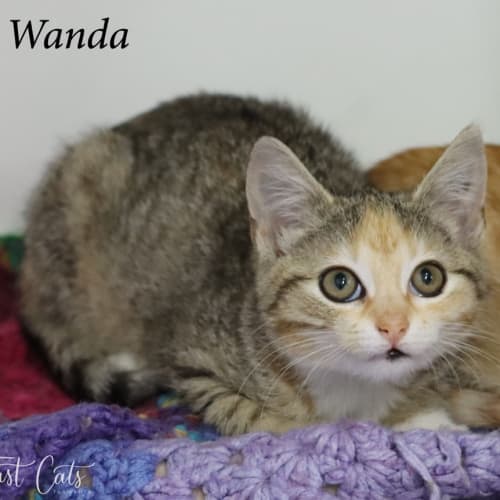 Wanda