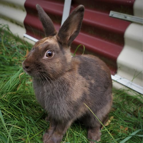 Halle Bunny