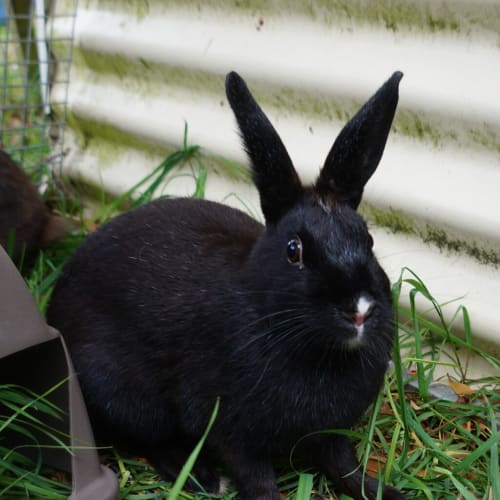 Mary Hoppins