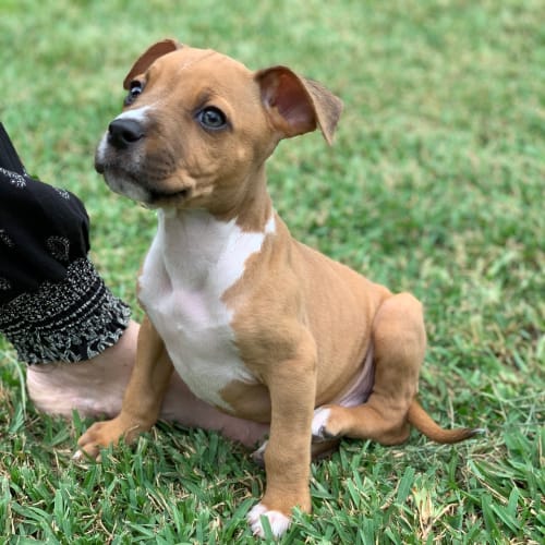 Dodge ~ Staffy X Puppy (Pending Yard Check 21/3/21