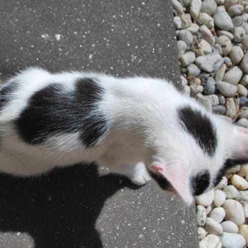 Mickey