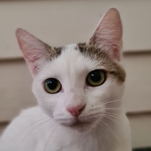 Ella Bella