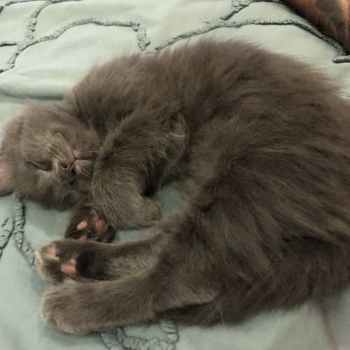 Oliver
