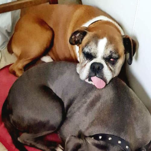 Max and Bella