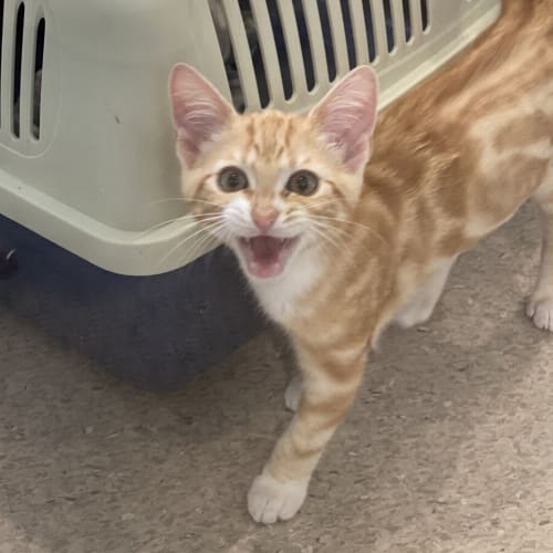 Percival