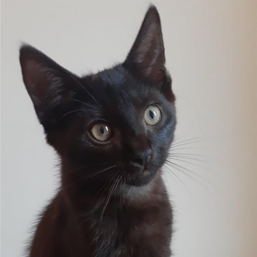 Alfred