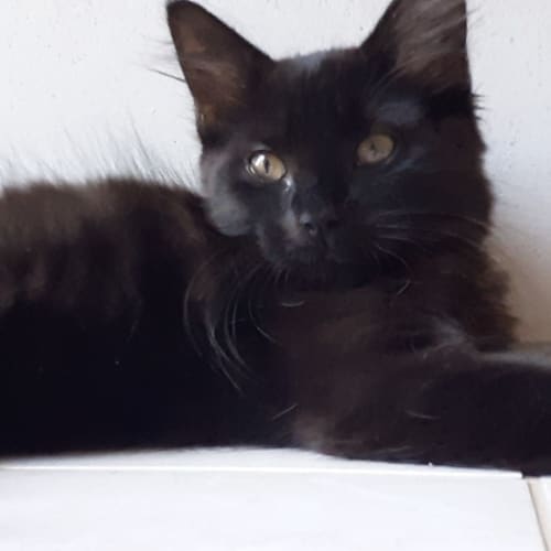 Daphne