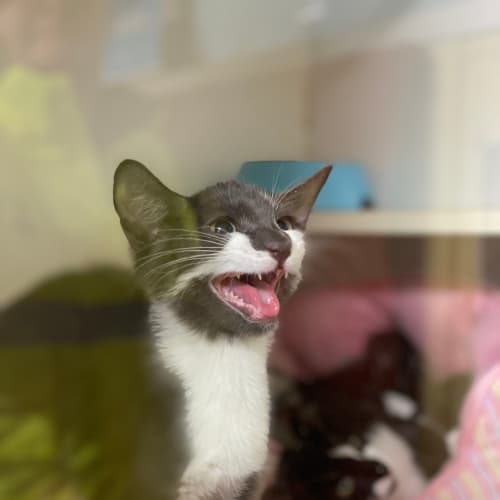 Delilah
