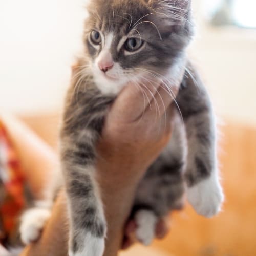 Harrison ~ 10 week old kitten (on trial 04/04/21)