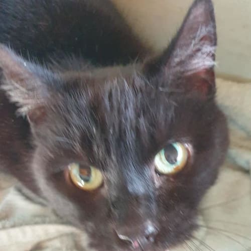 Sooty 12 years young