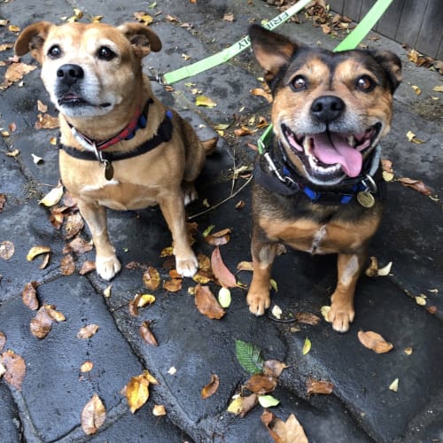Lily & Bella