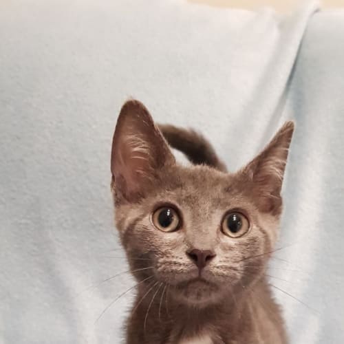 Milton 
