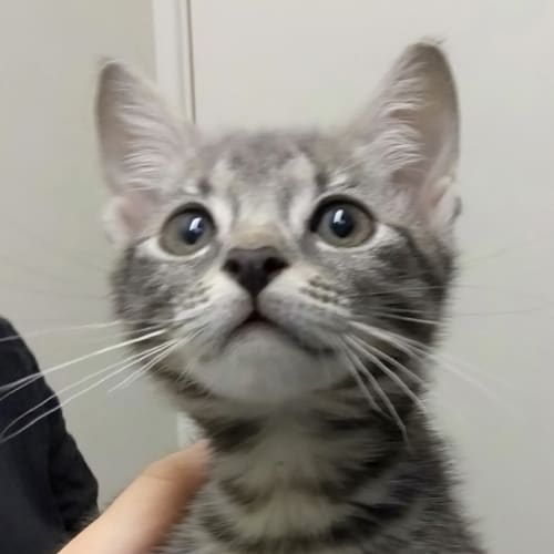 Eclipse,Freddie & Coco