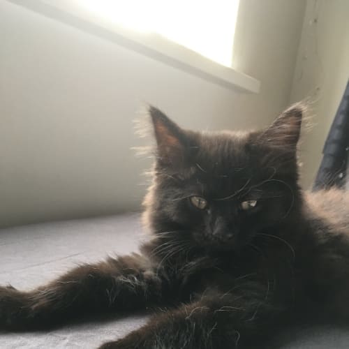 Sootie And Sweep