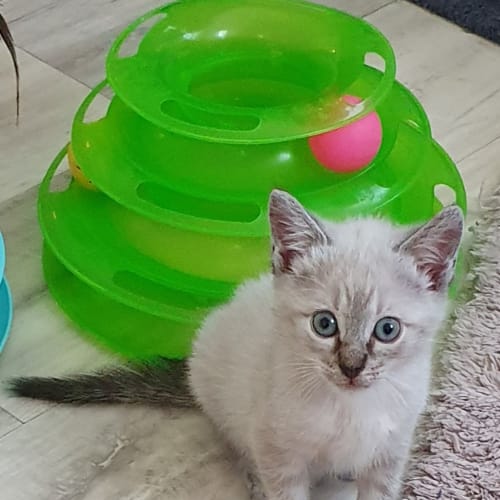 Sophie 