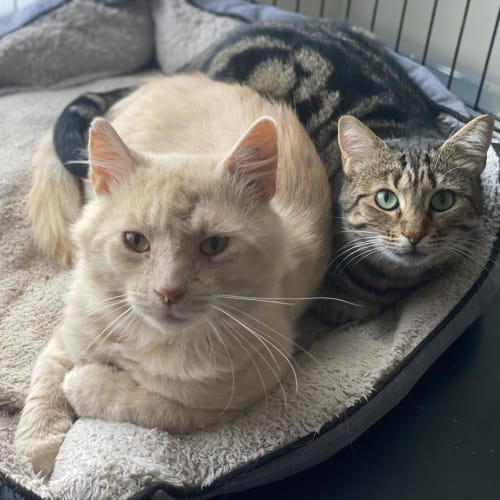 Mason & Minerva Mcgonagall