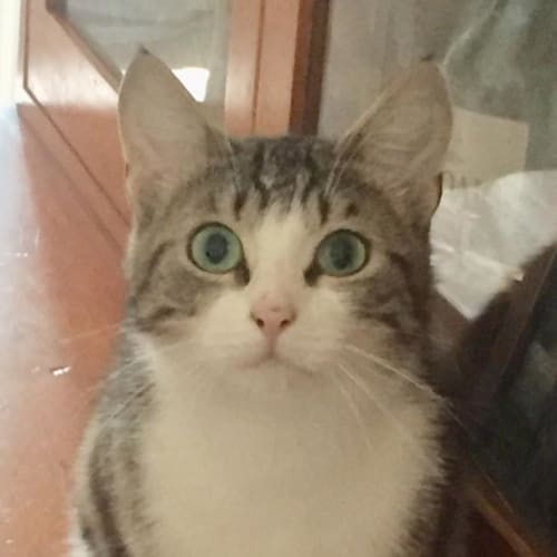 Kiki The Shy Cat