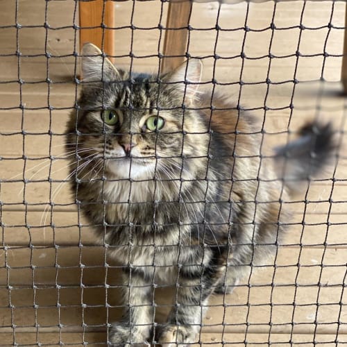 Tallulah Twinkletoes The Torbie Lionness