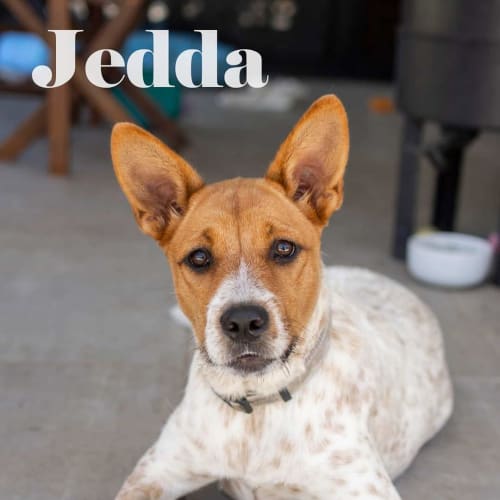 Jedda