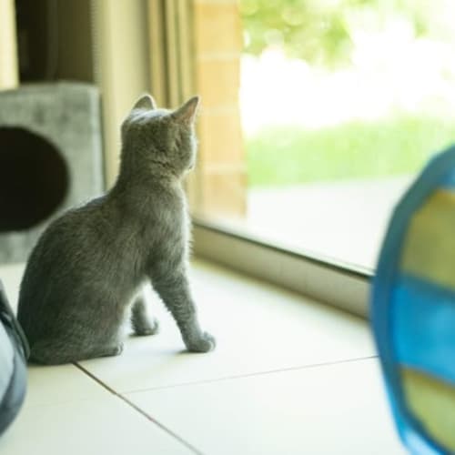 Olive & George ~ 11 weeks old (on trial 10/04/21)