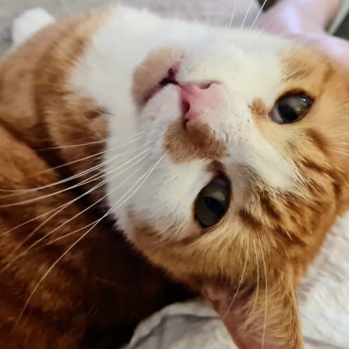 Hector - Assisted Rehome 💘