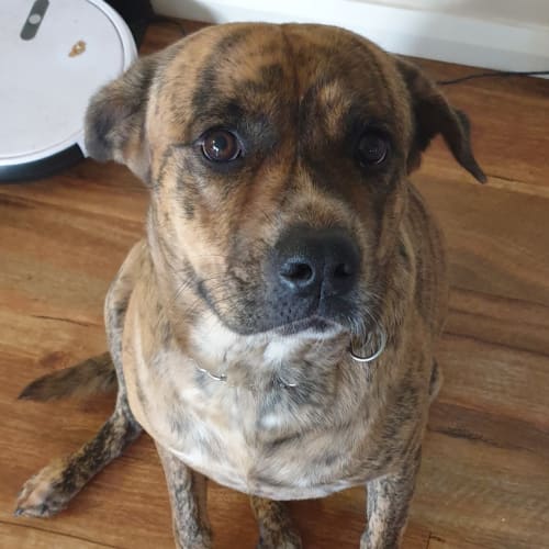 Buddy (Tyson)