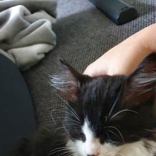 Gizmo 