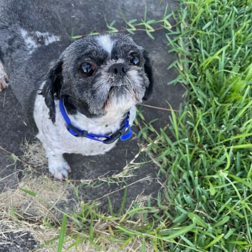 Holly ~ 12yr Old Shih Tzu (On Trial 24/4/21)