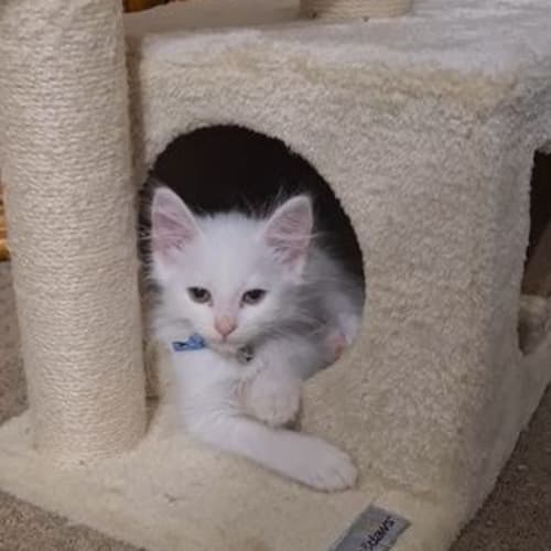 White Medium Haired Boy