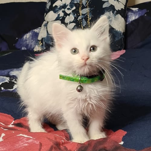 White Medium Haired Boy