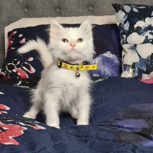 White Medium Haired Girl