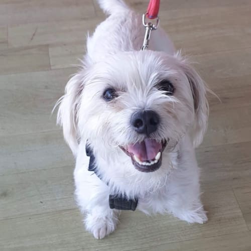 Bobby