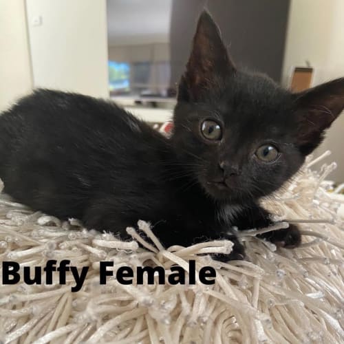 Buffy 