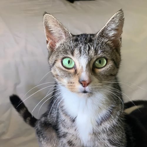 Molly
