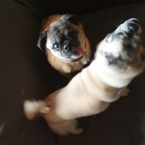 Alvin & Coco