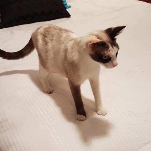 Tiddles ~ 3 yr old Siamese x (on trial 01/04/2021)