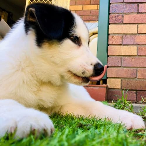 Hank ~ JR X Husky Puppy (Rev. Apps 30/3/21)