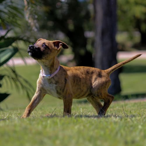 Poppy ~ Kelpie X Puppy(On Trial 9/4/21)