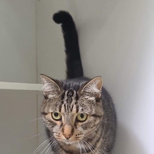 Luca