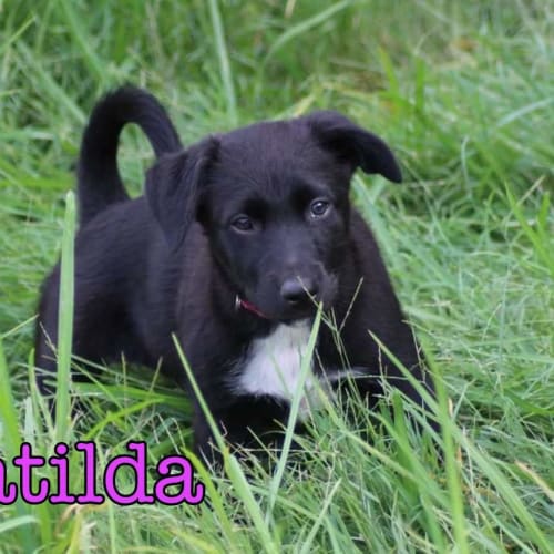 Matilda 