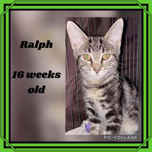 Ralph