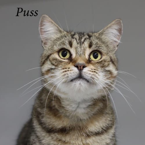 Puss (Ulverstone Expo)